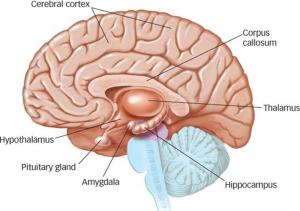 amygdala